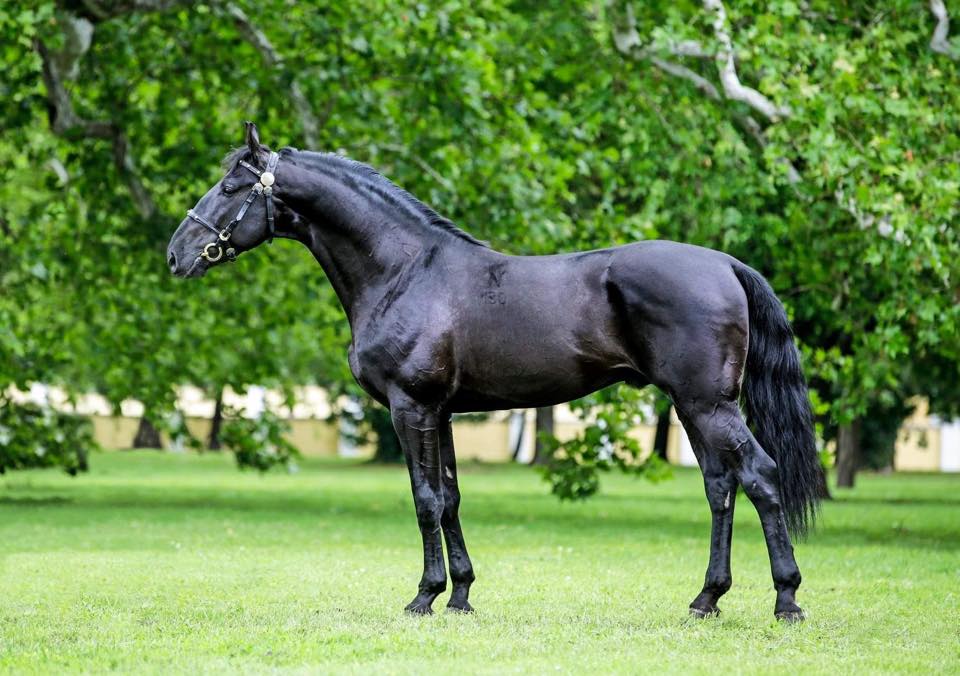 The Nonius Horse Breed